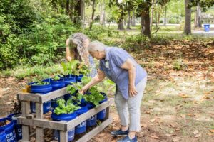 Ladies working in a garden